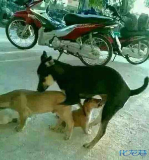 溧阳燕湖公园附近一对狗男女光天化日之下行苟且之事!希望节制一点