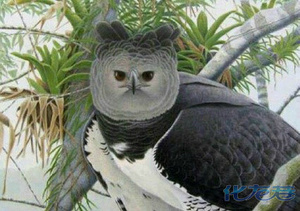 角雕,又名哈佩雕或哈比鹰,拥有最完美的侧颜以及.不忍直视的正颜_手机化龙巷