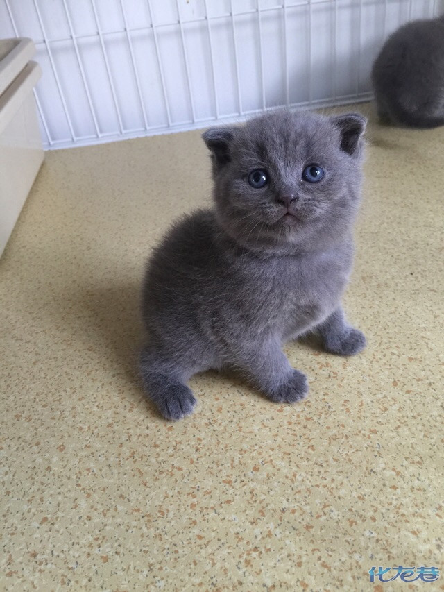 出售双c蓝猫,美短宝宝,可办cfa血统证