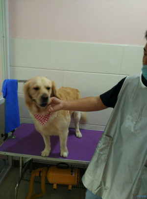 两岁半金毛gg,体重60斤,身体健康,还是处,找个