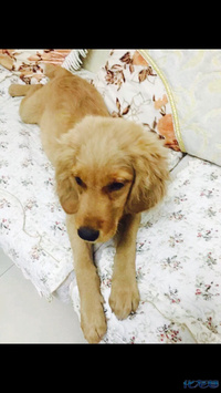 急!三个月金毛找奶爸 寄养两周!湖塘的爱狗人士