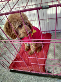 昨天下午四点在江南商场捡到一条泰迪!希望主