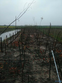 溧阳竹箦镇濑阳村委南嵇村30多亩田地树苗一