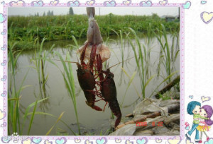 常州最好的农家乐 钓龙虾 烧烤 垂钓 吃农家土菜