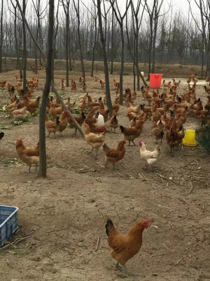 常州最好的农家乐 钓龙虾 烧烤 垂钓 吃农家土菜