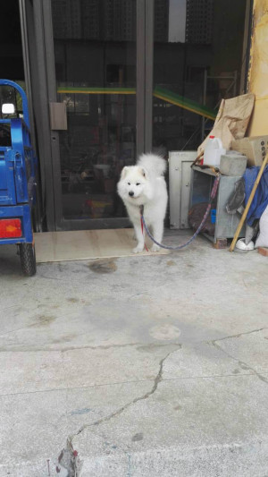 女萨摩找老公:在钟楼区运河路, 有没有哪位帅哥