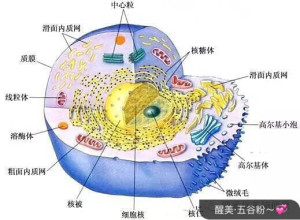 人只得一种病!排出湿气毒素,修复细胞--解决所