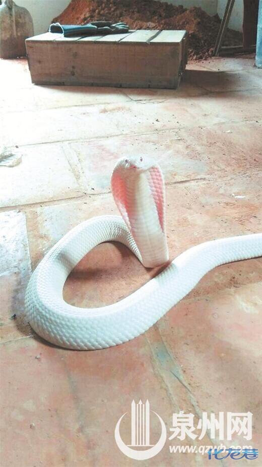 在养育了数万条眼镜蛇之后,竟然得到了一条神奇的白色眼镜蛇"小白"