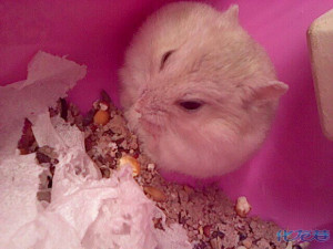 常州哪里有卖奶茶 仓鼠? 网上买的寄过来都死