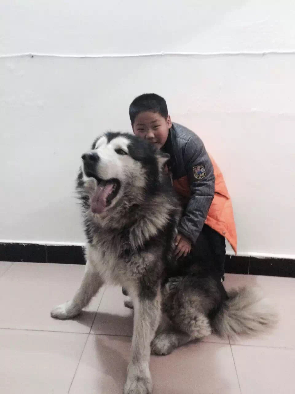 桃脸阿拉斯加