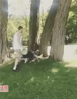 各种奇趣搞笑的内涵!主人,快开门,下雪啦,要冻死狗啦!