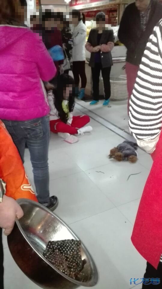 更新:摔狗者已被传唤!