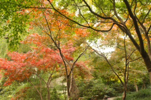 四季变幻一叶知秋,红梅公园色彩斑澜,枫叶红银