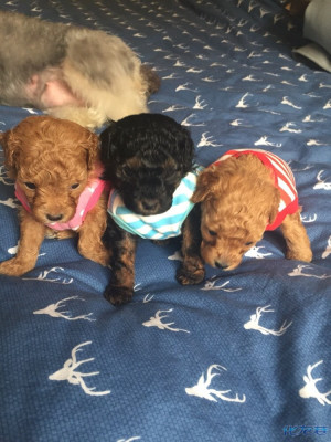 家有小泰迪出售,一个月零七天大了,会吃奶粉泡