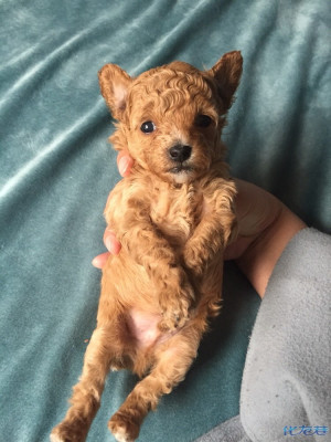 家有小泰迪出售,一个月零七天大了,会吃奶粉泡