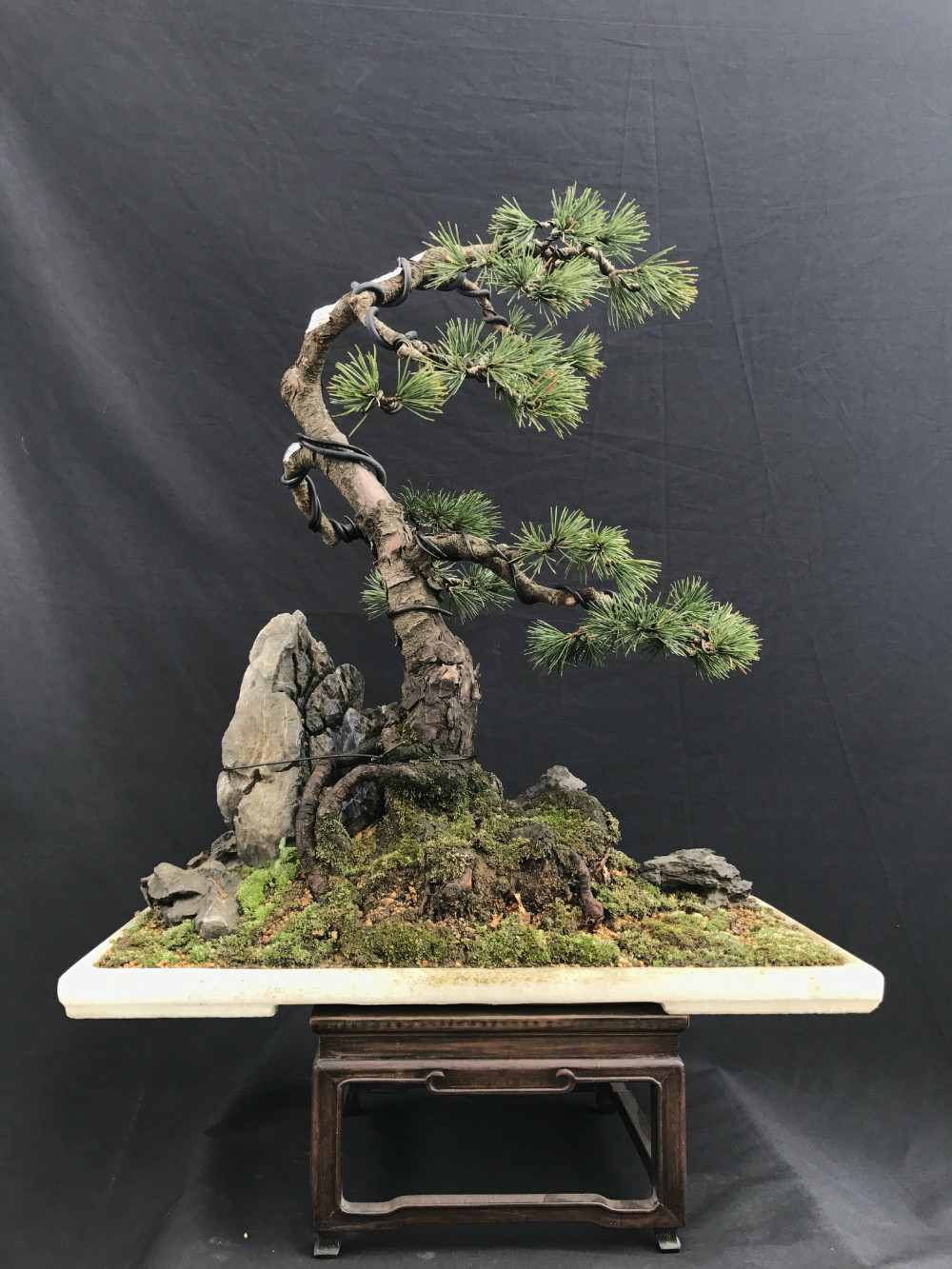 黄山小迎客松式--五针松(珍藏版)*出售*
