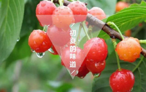 登录/注册后可看大图