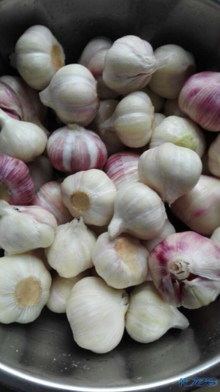 自己动手腌大蒜,周日在家,腌了5斤糖醋蒜,因为