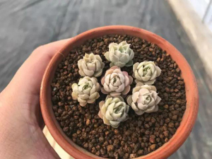 登录/注册后可看大图