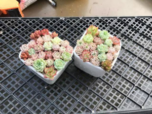 登录/注册后可看大图
