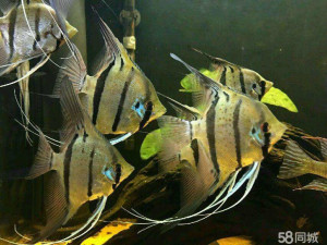 出秘鲁神仙魔门斯卡繁殖组,6条种鱼 送你一条