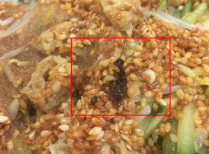 蟑螂、老鼠屎、蚂蚁.常州人总是吃到这些小昆