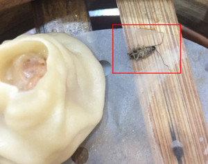 蟑螂、老鼠屎、蚂蚁.常州人总是吃到这些小昆