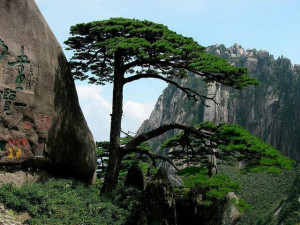 登录/注册后可看大图