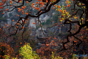 登录/注册后可看大图