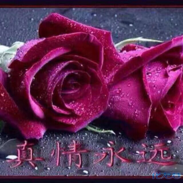 真情永远