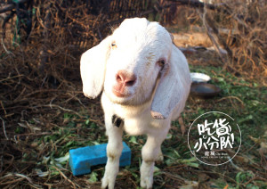 登录/注册后可看大图