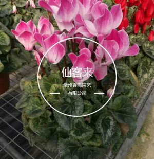 登录/注册后可看大图