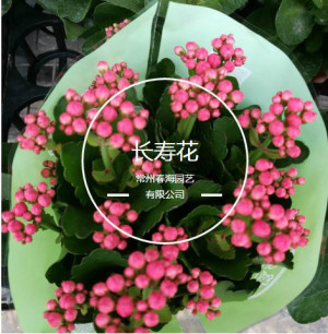 登录/注册后可看大图