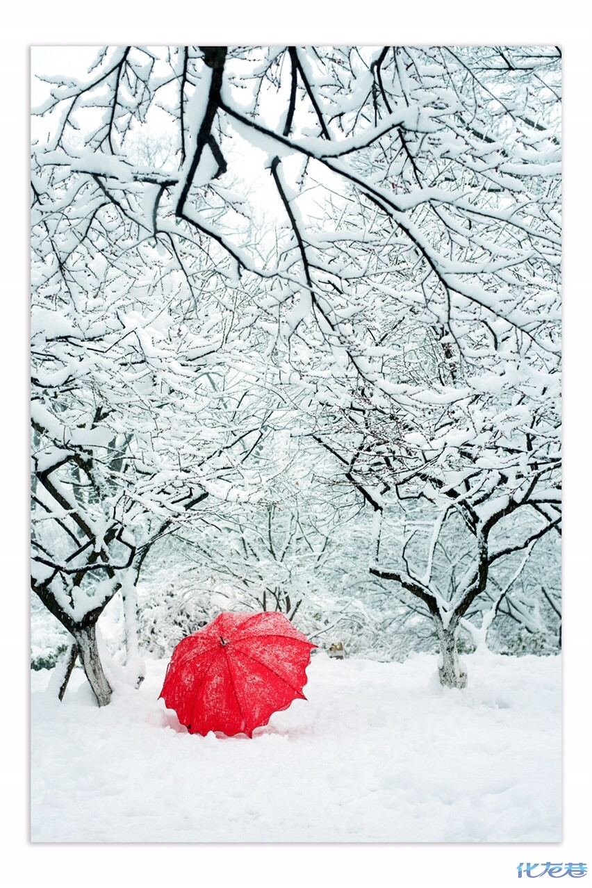 江南春雪映古城,大雪纷飞天苍穹,常州红梅公园雪景实在太美