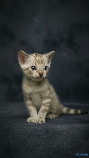 装修好以后,门锁到底在网上买好,还是本地实体