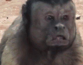 动物园这只猴子自带表情包!网友:身体里住着人类的灵魂