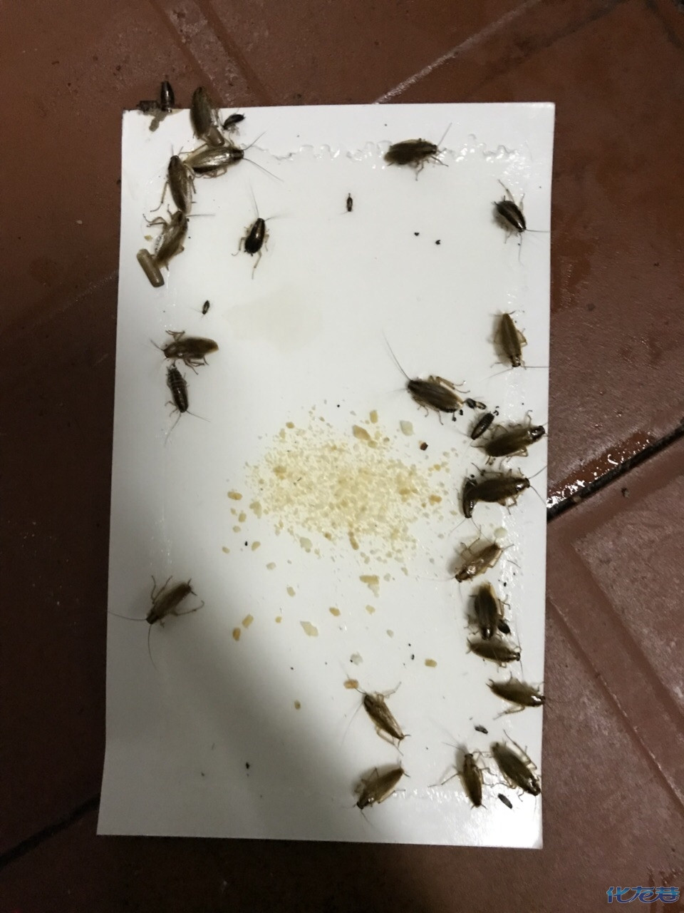 除四害,除臭虫,蚂蚁等