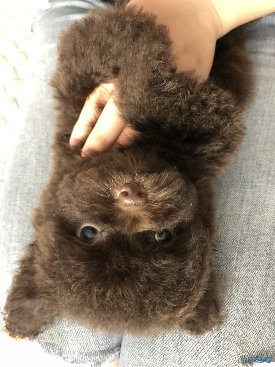 家养玩具体巧克力泰迪和法斗
