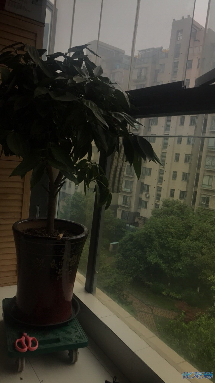 下雨天不出门,坐阳台上呼吸下这湿湿的空气,看看手机