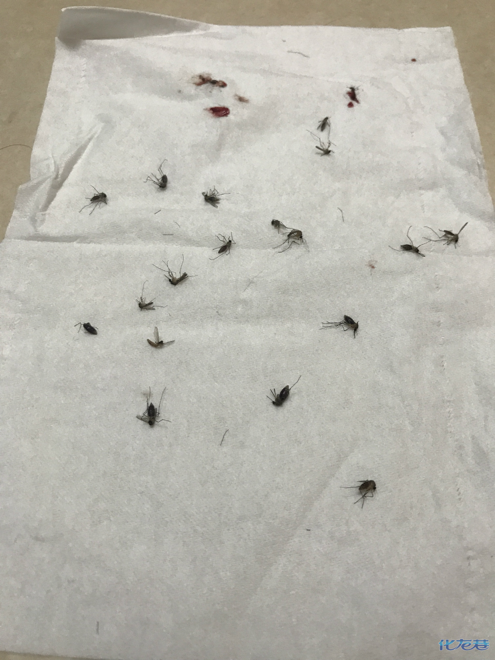 5分钟打死20只吃饱的蚊子,为什么那么多人,蚊子