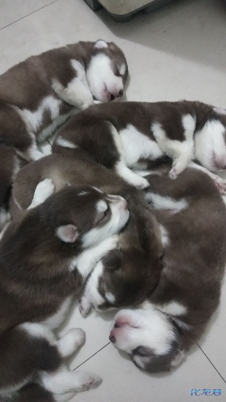 阿拉斯加小奶狗