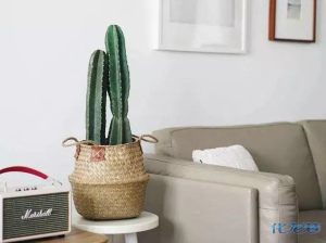 不知道从何时期INS悄悄盛行,怎样搭配网红INS