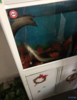 出差两天,回来发现家里鱼缸里的鱼死了,被我爹