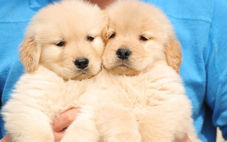 活泼金毛犬出售 大型犬了 金黄色 常州本地金毛狗狗