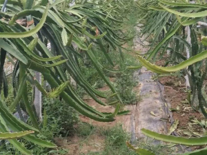 登录/注册后可看大图