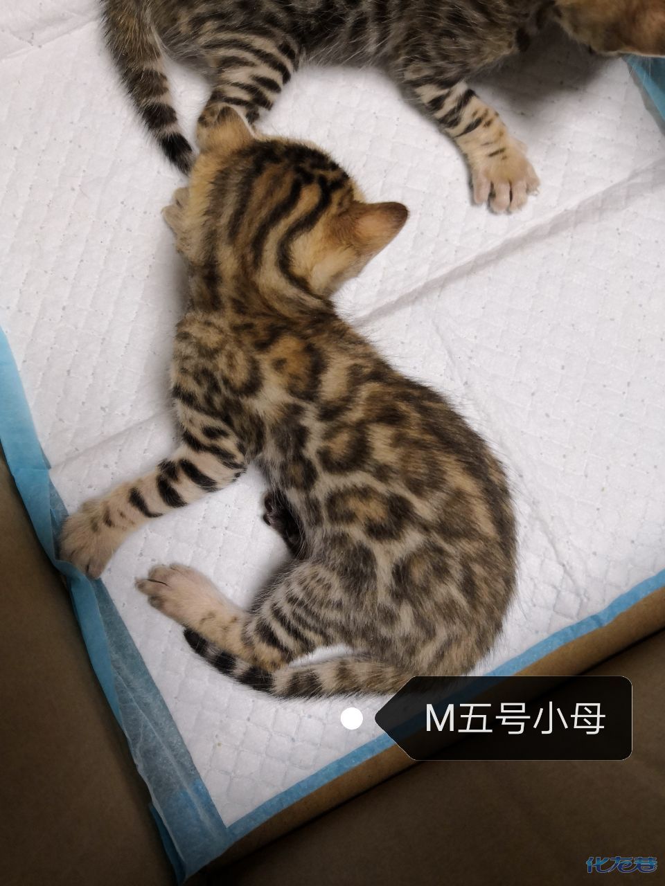 家养孟加拉豹猫幼崽