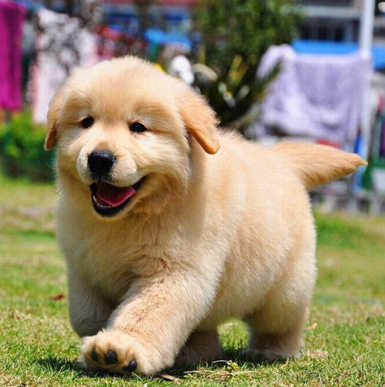 大骨架小金毛———犬舍直销金毛———可自提