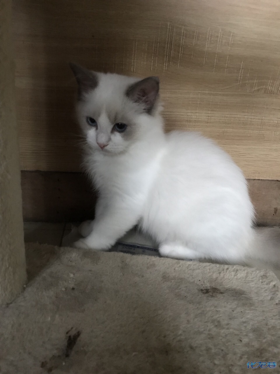 布偶猫