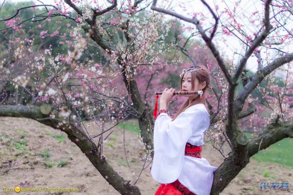 美人梅:梅花开时美人来;美人如梅笑颜开;历尽苦寒始