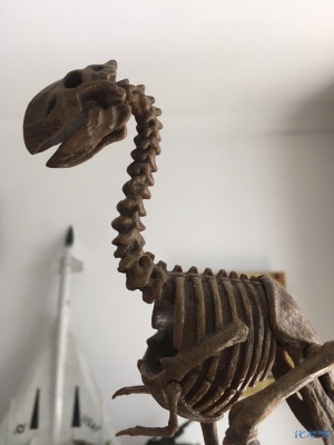 请教一下这是什么动物的化石标本?考古挖出的